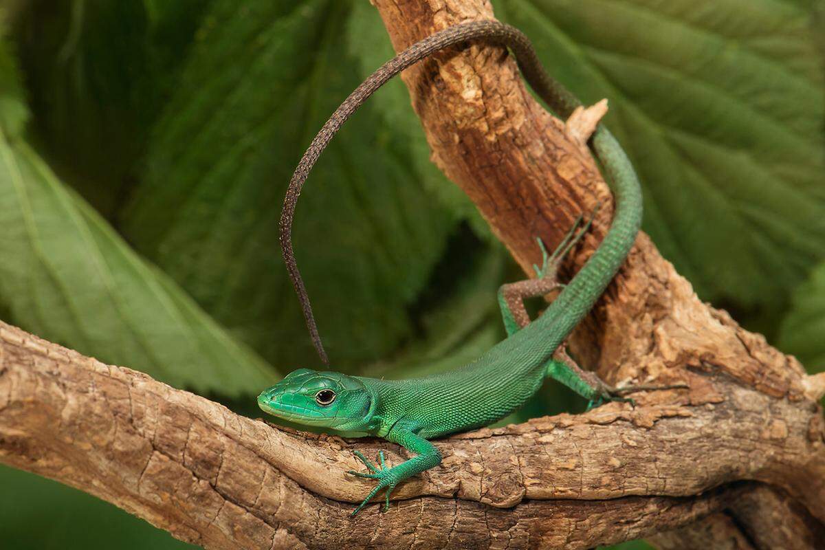 Diese kleinen Reptilien aus Tansania und Kenia leben auf Bäumen und wurden daher selten beobachtet. Die Tierpfleger in Schönbrunn experimentierten herum, bis die Bedingungen gefunden waren, damit die Eier schlüpfen und die Jungtiere überleben.