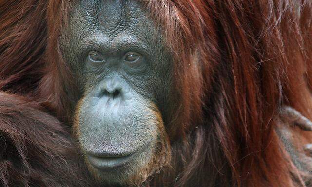 Orang Utan