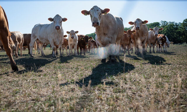 Rinder auf einer Wiese in Deutschland (Symbolbild). 