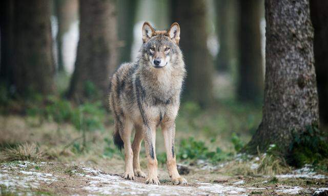 Die Wolfspopulationen in Österreich wachsen – der Widerstand gegen die Tiere auch.