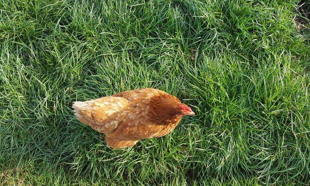 Begrünten Auslauf genießen nur Hennen in Freilandhaltung (acht Quadratmeter pro Tier, für Bio-Freilandhennen zehn).