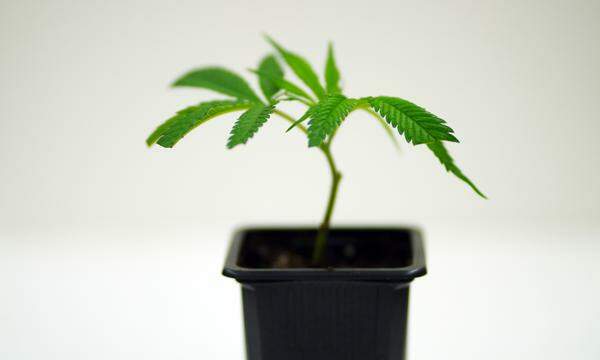 Cannabis-Aktien könnten von der Entwicklung in Deutschland profitieren. 
