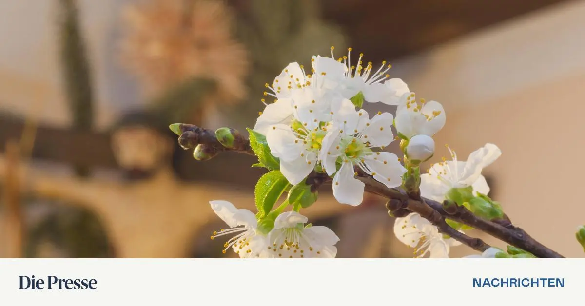 Das-heilige-Madl-und-ein-Zweig-voller-Liebesversprechen