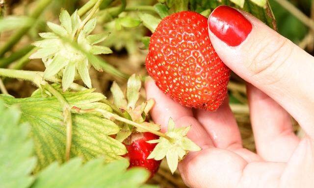 Der niederösterreichische Familienbetrieb Lehner baut Erdbeeren seit rund fünf Jahren im Hochbeet an