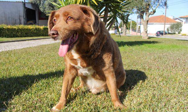 Der Hirtenhund „Bobi“ ist vergangenen Oktober im Alter von angeblich 31 in Portugal gestorben. 