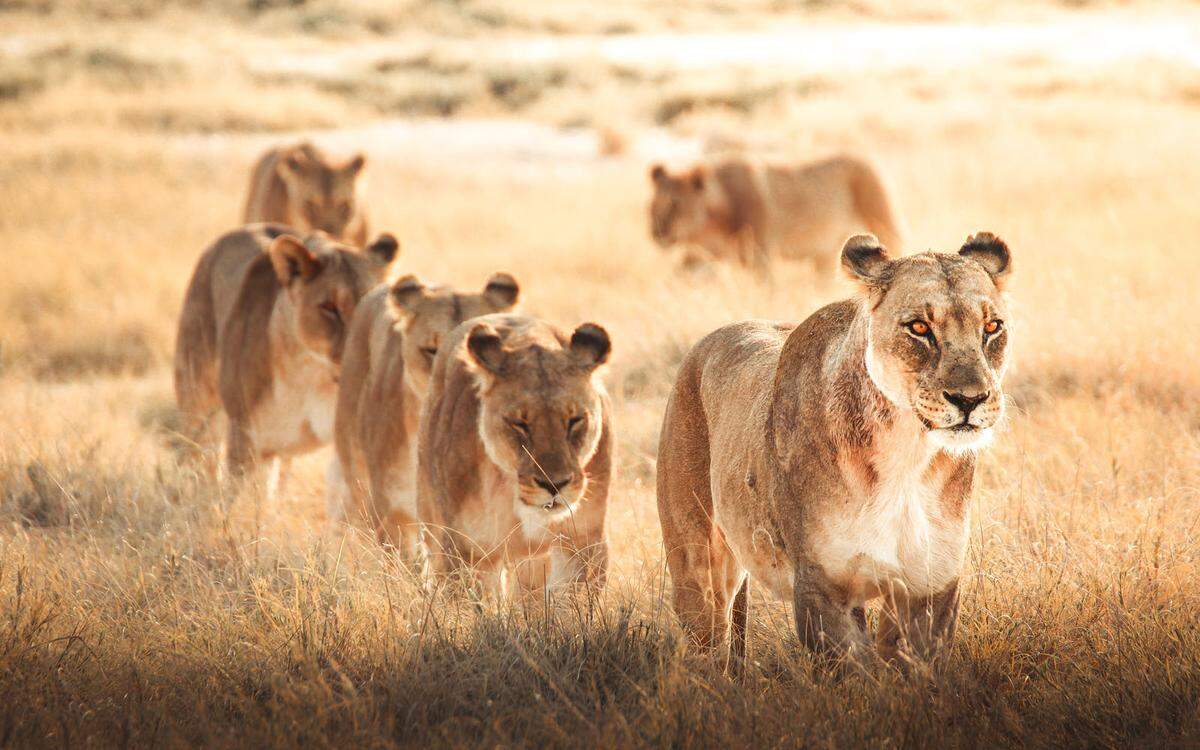 "Der Stolz der Löwen". Eine Italienerin erzählt von ihrer Safari in Namibia. "Man denkt vielleicht, es sei einfach, bei einer Safari Tiere zu sehen. Das ist es nicht, man braucht Geduld." Umso glücklicher war sie über dieses Bild, das sich ihr bot: "Es war wie in einem Film, um die 30 Löwen kamen auf uns zu." Löwendamen seien der Kern des Rudels, schließlich sind sie für die Jagd und die Aufzucht der Jungen verantwortlich.