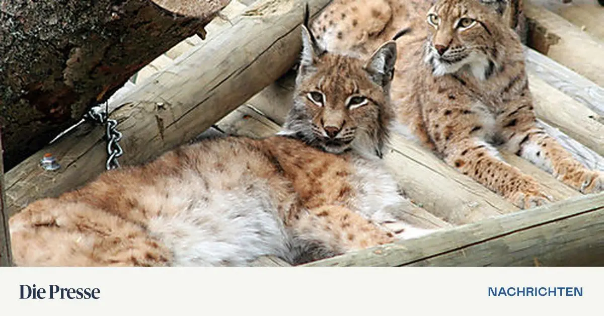 Ausgebrochenes Luchs-Weibchen: Tier wurde erschossen – DiePresse.com