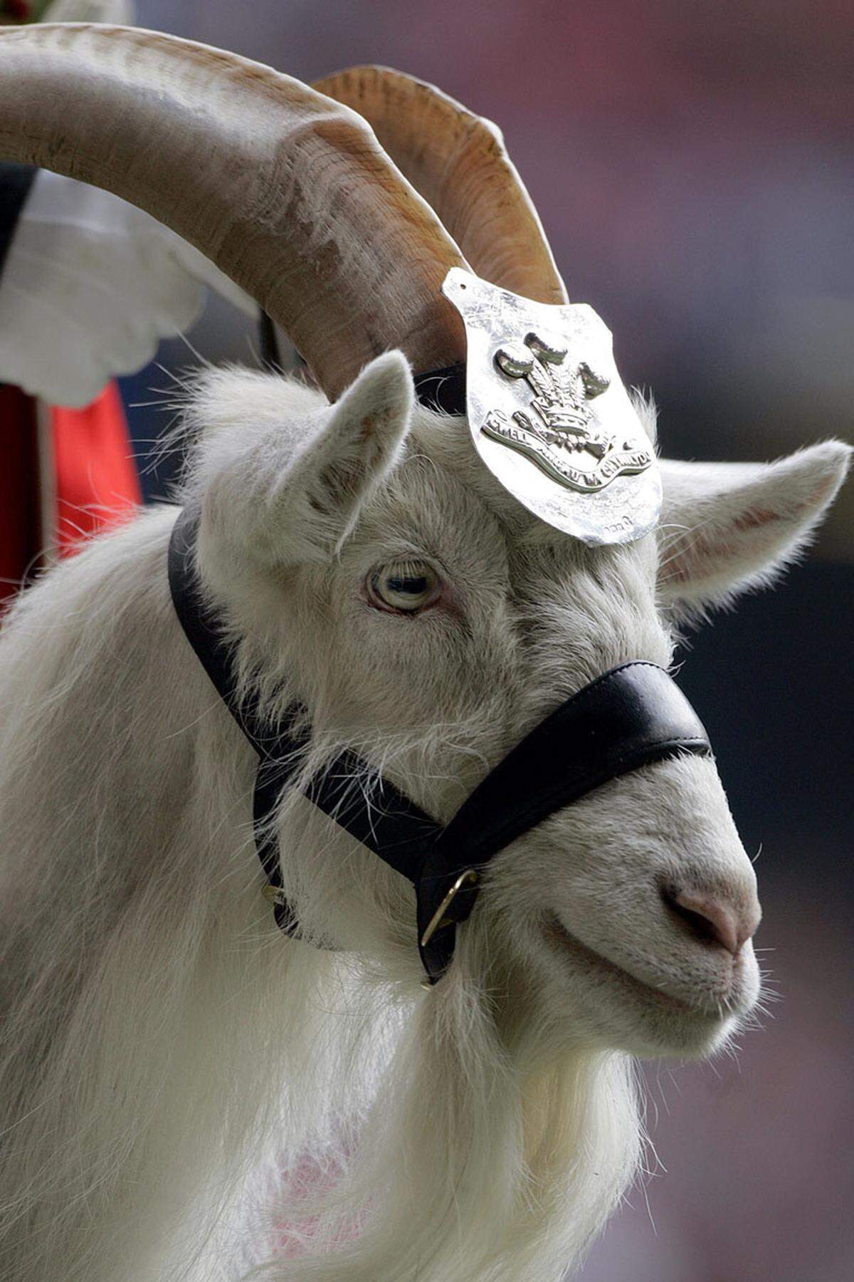 Das britische Militär bedient sich einer Fülle von tierischen Maskottchen. Beim walisischen Regiment Royal Welsh ist seit 1844 eine Ziege sogar offizielles Regimentsmitglied. Berühmt wurde Ziegenbock "Billy", als er 2006 bei einer Parade bockend aus der Reihe tanzte und daraufhin vom Hauptgefreiten zum einfachen Soldaten degradiert wurde.