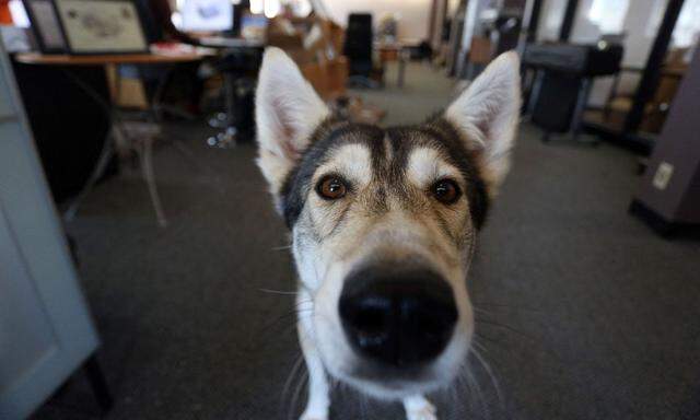 CANADA-ANIMAL-WORK-EMPLOYMENT