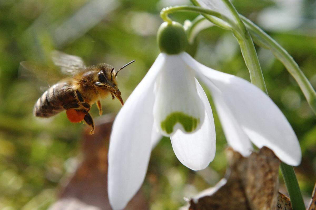 Das Konzept des "Earth Days" hat John McConnell im Jahr 1969 bei einer UNESCO-Konferenz in San Franisco vorgeschlagen. Ziel war es, am ersten Tag des Frühlings auf der Nordhalbkugel die Wertschätzung für die natürliche Umwelt zu stärken. Seit dem 22. April 1990 wird der Earth Day auch international als Gedenktag begangen. Im Bild: Eine Honigbiene nähert sich einem Schneeglöckchen in Klosterneuburg. Aufnahme vom 20. März 2013.