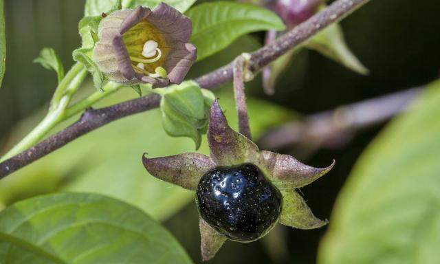 Atropin wird aus der schwarzen Tollkirsche (Atropa belladonna) hergestellt.