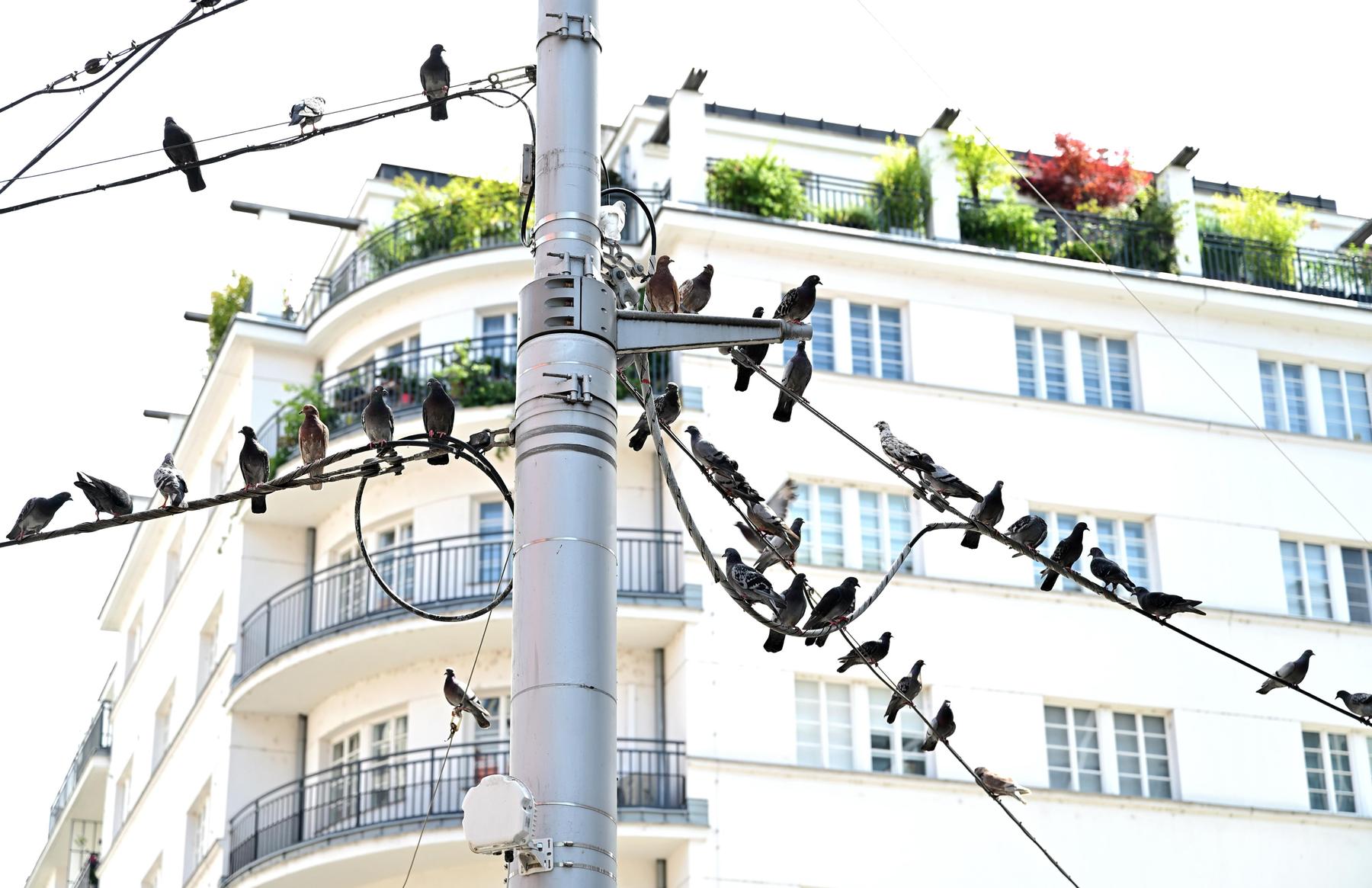 Österreichs Immobilienpreise ziehen weiter an