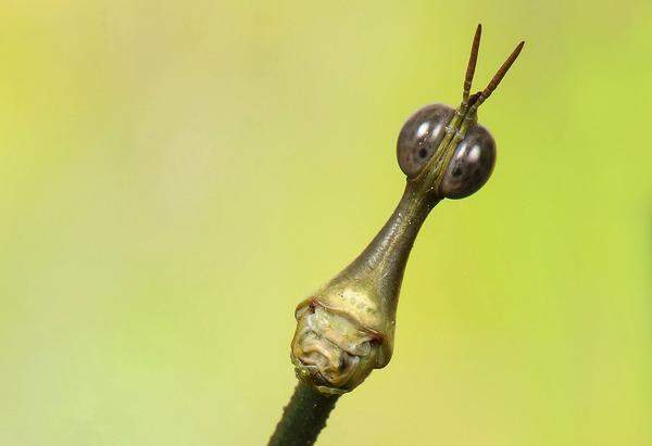 Es überrascht nicht sehr, dass das Insektarium des Tiergartens – durchaus doppeldeutig auch „Haus der Schrecken“ genannt – nicht alle Besucher anspricht. Andere übersehen das relativ kleine Haus, in dem in 14 Terrarien auf rund 120 Quadratmetern so seltsame Heuschreckenarten wie die Harlekinschrecke leben, auch einfach. Was durchaus schade ist: Denn auch wenn viele der Schreckenarten wie die Australische Riesenstabschrecke eher keinen Schönheitspreis verdienen, sind sie und ihre Lebensweise doch faszinierend. Am spektakulärsten ist dabei vielleicht das Wandelnde Blatt, eine Schreckenart, die tatsächlich wie ein Laubblatt aussieht (und von vielen Besuchern wohl auch für ein solches gehalten wird). Oder auch die „Wandelnde Geige“, die sich als ein verdorrtes Blatt tarnt. Der Begriff „Schrecke“ leitet sich, auch wenn es naheliegt, nicht von „erschrecken“ ab, sondern vom altdeutschen „skrekon“, was „springen“ bedeutet. Im Bild: eine Pferdekopfschrecke