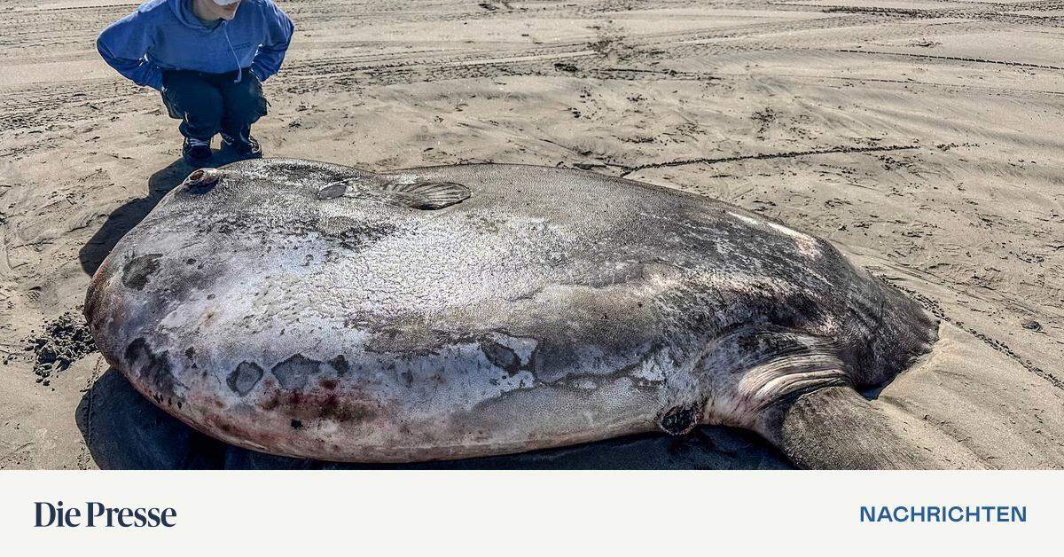 A rare sunfish discovered on the west coast of the United States
