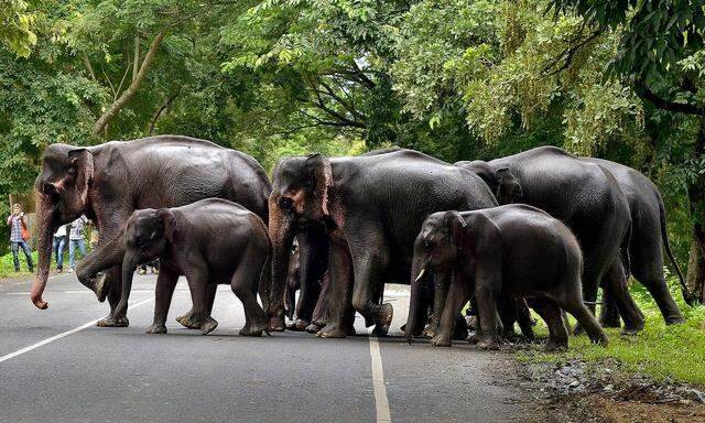 FILE PHOTO: A herd of elephants cross a road that passes through the flooded Kaziranga National Park in the northeastern state of Assam