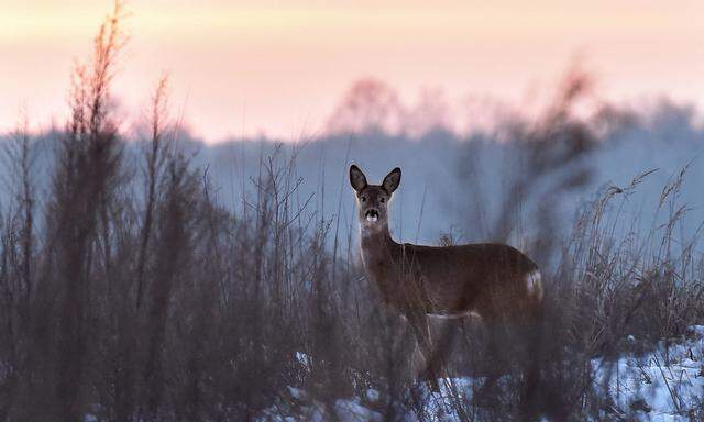 Entertainment Bilder des Tages KYIV REGION, UKRAINE - JANUARY 21, 2021 - A roe deer is seen in the forest of the Vyshhor