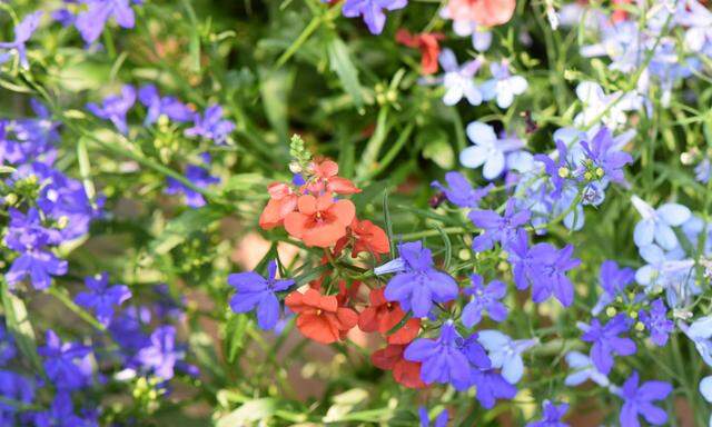 Einjährige Sommerblumen müssen nicht nur im Balkonkistchen Platz finden.