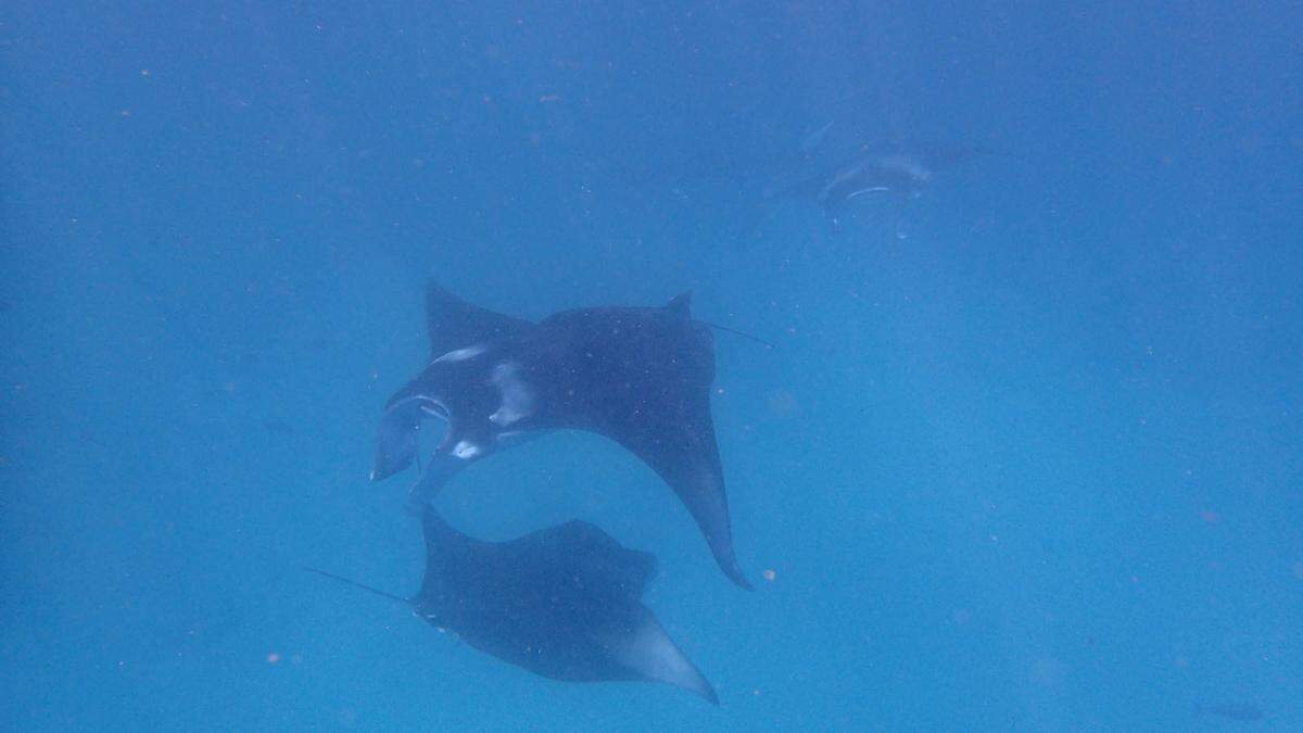 In der geschützten Hanifaru Bucht kann man saisonal mit Mantarochen oder Walhaien schnorcheln.