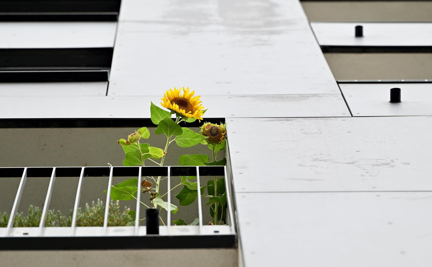 Ein Haus mit Garten wäre die erste Wahl