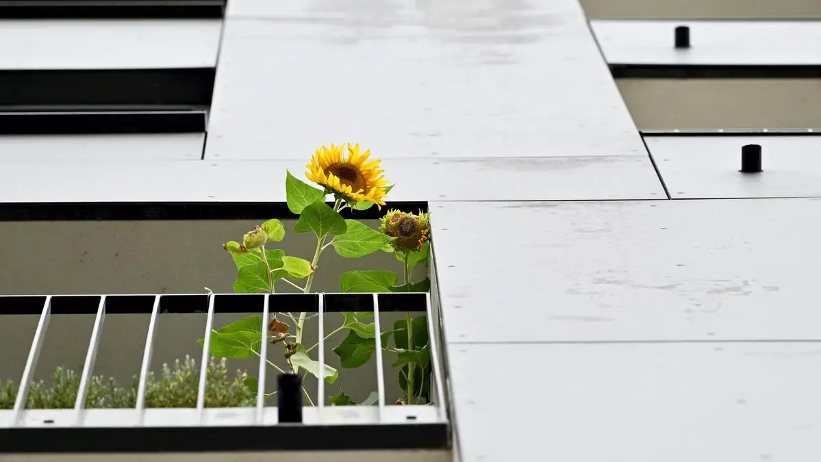A house with a garden would be the first choice