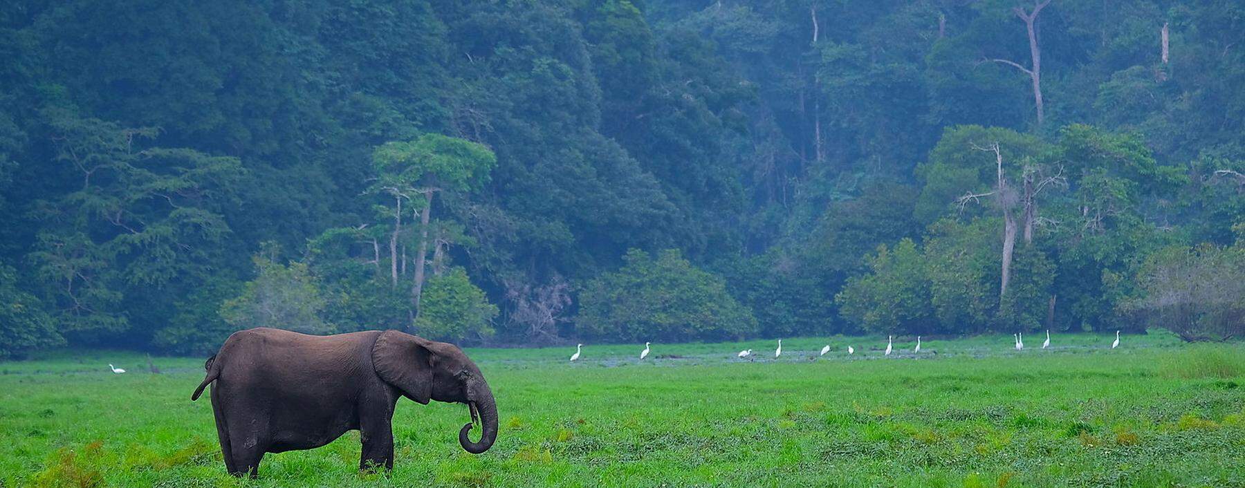Waldelefanten im Nationalpark von Loango.