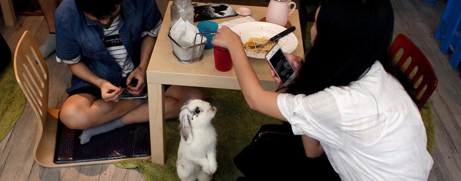 A rabbit looks at a customer at the first rabbit cafe in Hong Kong