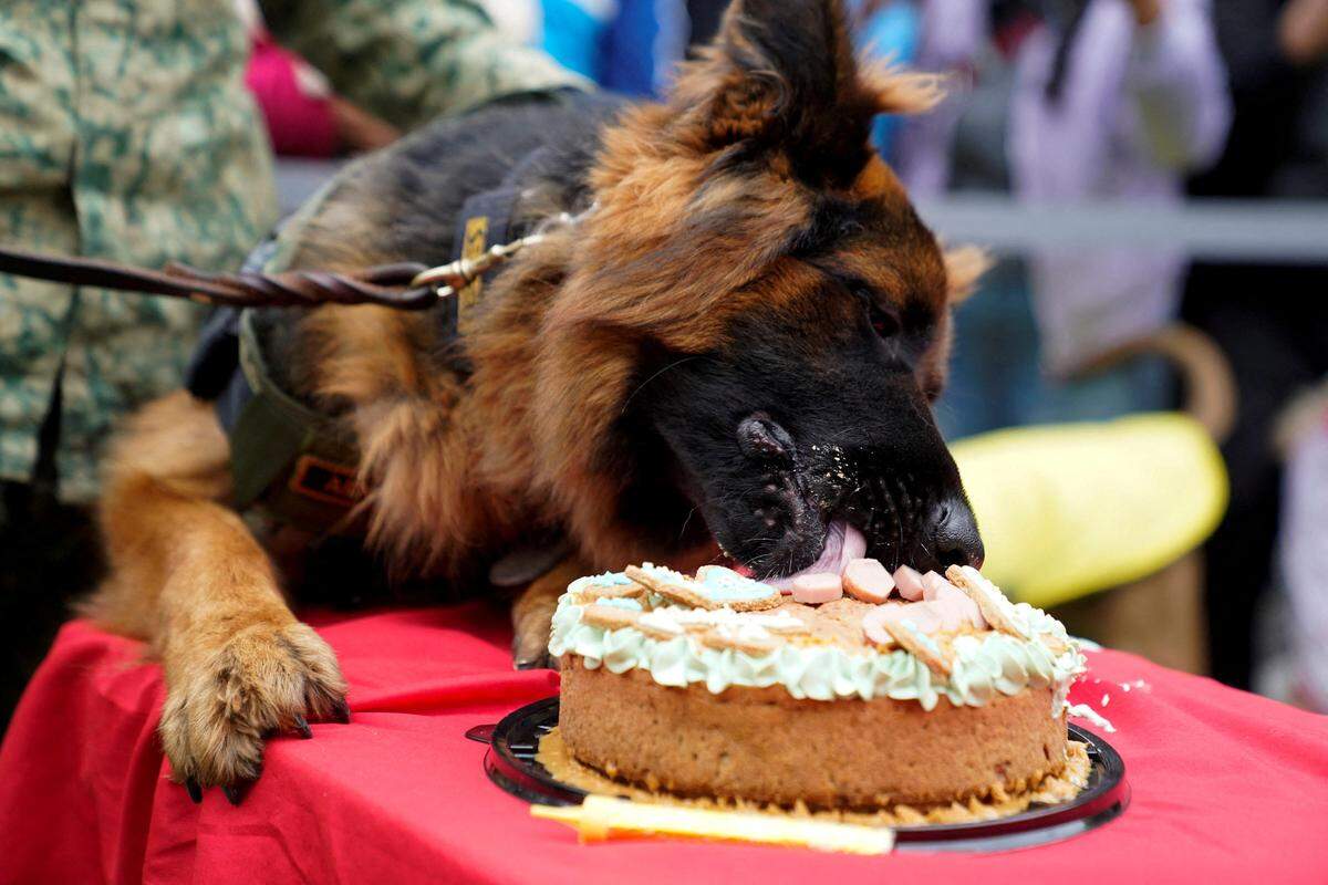7. Jänner. Schäferhund „Soldier Arkadas" lässt sich seinen Geburstagskuchen in Mexiko-Stadt gut schmecken. Der Rettungshund ist ein Geschenk der türkischen Regierung an Mexiko, nachdem der mexikanische Suchhund „Proteo“ bei den Rettungsarbeiten nach dem Erdbeben in der Türkei ums Leben gekommen war.