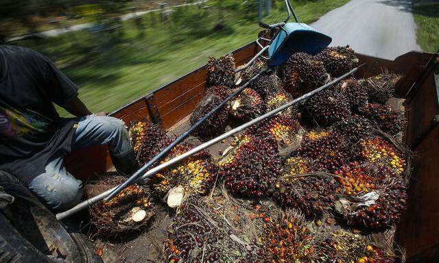 Rund 86 Prozent des weltweiten Palmöls werden in Indonesien und Malaysia produziert.