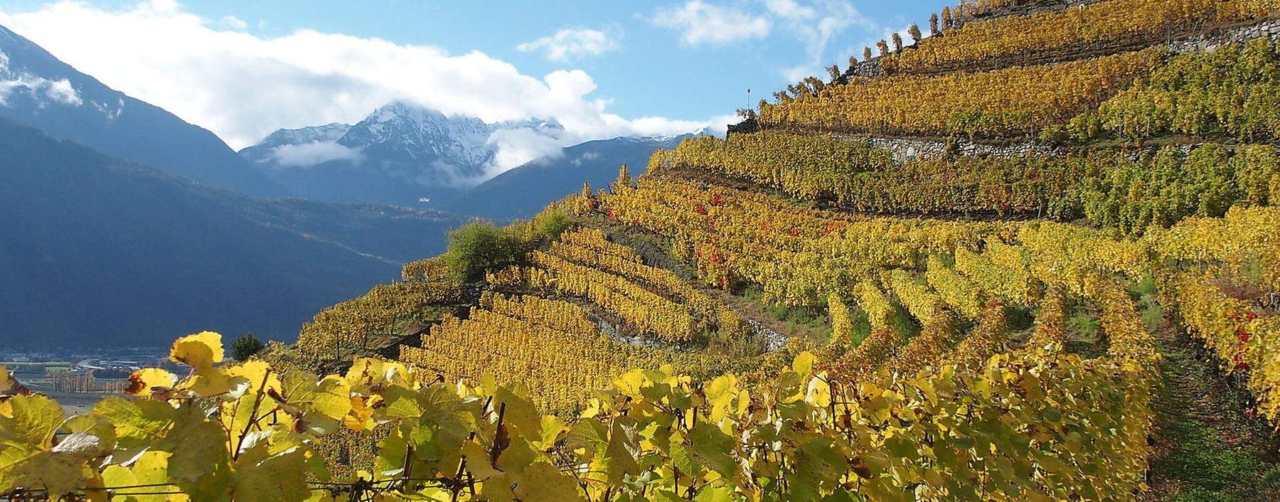 Der Herbst ist die ideale Zeit zum Weinwandern im Wallis. 