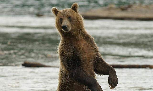 Der Bär starb einen qualvollen Tod. (Symbolfoto)