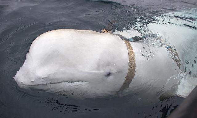 Archivbild aus dem Jahr 2019, als der weiße Belugawal erstmals in Norwegen aufgetaucht war.