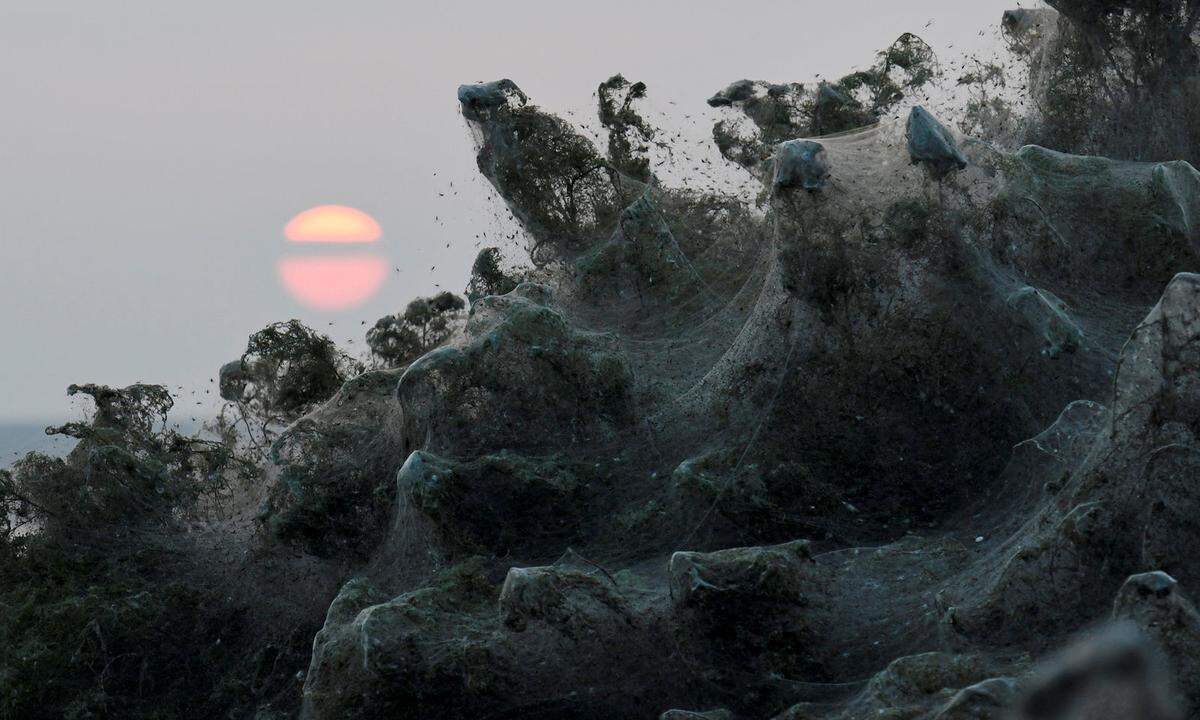 19. Oktober. Der Vistonida-See im Norden Griechenlands wurde zum Alptraum aller Spinnenfeinde. Hunderttausende der kleinen Tiere hüllten die Ufer des Gewässers auf etwa 1000 Metern mit gewaltigen Spinnennetzen ein - ein seltenes Phänomen, das Biologen dem ungewöhnlich warmen Wetter zuschreiben.