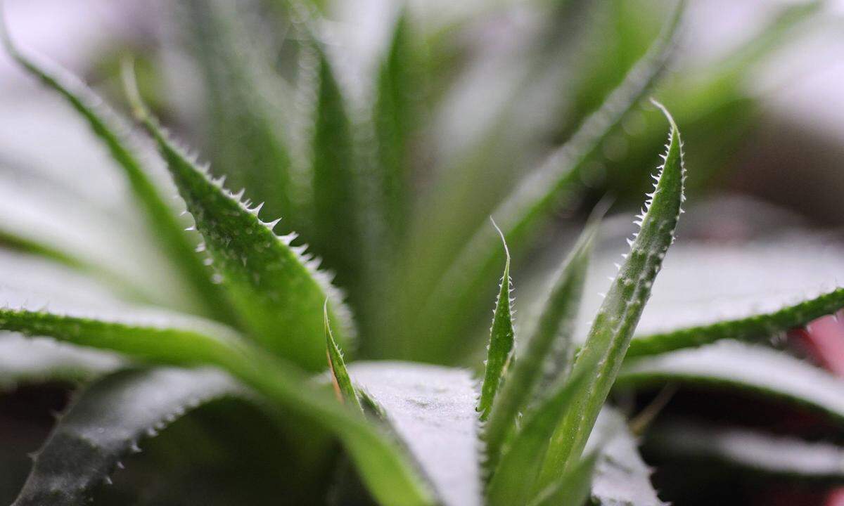 Die Wüstenlilie ist ein guter Ersthelfer bei Verbrennungen. Das Gel der fleischigen Blätter bindet Feuchtigkeit in der Haut, wirkt juckreizlindernd und antiseptisch. Dank ihres eigenen Sonnenschutzfaktors kann Aloe Vera sogar vorbeugend als Sonnenschutz verwendet werden. Von den Inhaltsstoffen der Aloe konnten bisher über 160 nachgewiesen werden, darunter die Vitamine A, C, E und die wichtigsten aus dem B-Komplex, Enzyme, Mineralstoffe, sowie Spurenelemente, pflanzliches Eiweiß und essentielle Fettsäuren. Das Gel ist allerdings sehr unbeständig und oxidiert schnell.