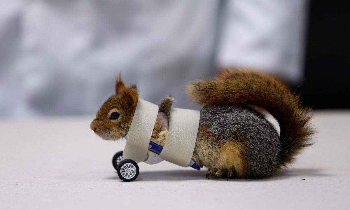 3. April. Das ist Tierliebe: Ein Rollstuhl für ein Eichhörnchen in der Türkei.
