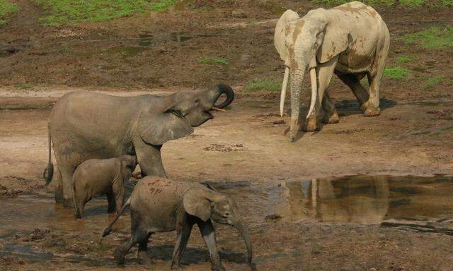 Garten Eden oder Herz der Finsternis: Im Dzanga Sangha-Schutzgebiet in der Zentralafrikanischen Republik gelingt es dem WWF und den Forschern nicht immer, der Wilderei auf die Waldelefanten und Gorillas etwas entgegenzusetzen.