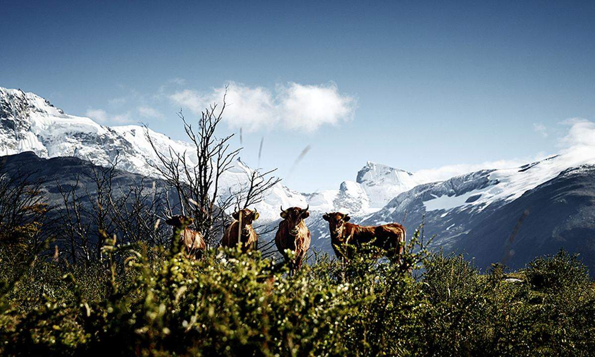 Es ist nicht weniger als eine Liebeserklärung an Rinder, die Werner Lampert in dem Vorwort zu seinem 480-seitigen Bildband "Die Kuh - eine Hommage" verfasst hat. "Ohne Rinder wird unser Leben nicht enden, aber ohne sie wird es viel, viel ärmer", schreibt der österreichische Bio-Vorreiter. Im Bild: Criollos Patagónicos im argentinischen Nationalpark Los Glaciares. Noch etwa 1000 Tiere der Rinderart soll es dort geben.