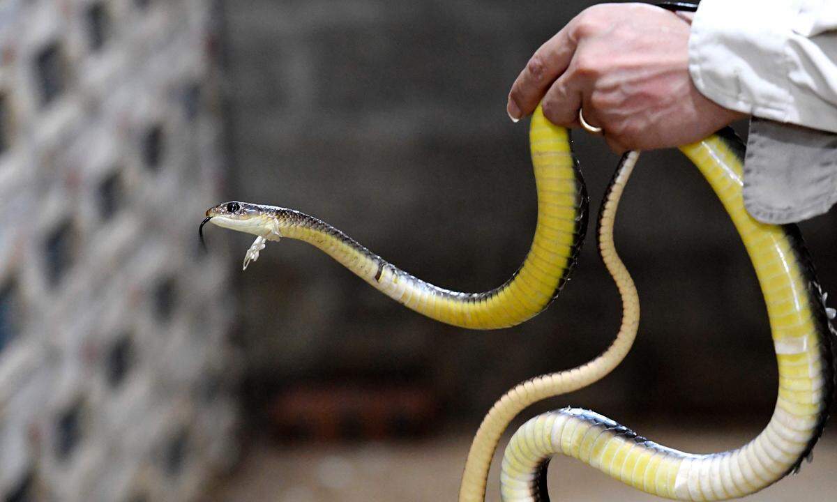 Die Schlangen kommen nicht nur aus dem Wildfang, in der Region gibt es auch zahlreiche Schlangenfarmen.