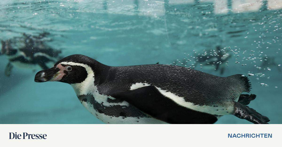 Zootiere in Japan: Auch Pinguine brechen Herzen