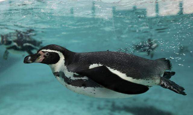 Humboldtpinguine müssen in Gruppen gehalten werden.  