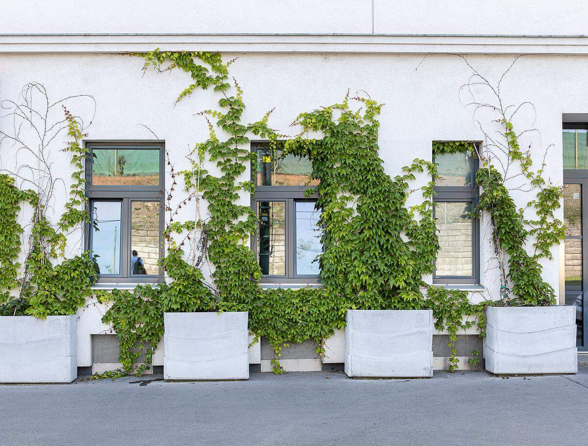 Wie begrüne ich meine Fassade? Führungen wurden durch das Team des Forschungsprojektes “50 Grüne Häuser” gehalten, das die BeRTA Grünfassade gemeinsam mit der Stadt Wien entwickelt hat.