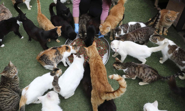Die Mutter betreibt eine Katzenzucht (Symbolbild).