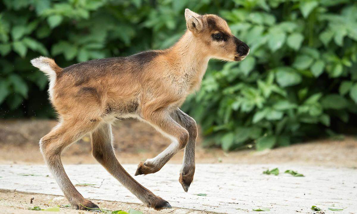 Der Zoo hat sich umfangreich auf die Wiedereröffnung vorbereitet und neue Maßnahmen eingeführt. Damit sich die Wege der Besucher nicht ständig kreuzen, führt zum Schutz der Gesundheit ein Rundweg zu allen tierischen Attraktionen vorbei: vom Elefantenmädchen Kibali über Eisbärenmädchen Finja bis zu den jüngsten Stars, den Rentier-Babys Snorre und Sippo. Für den Einlass muss künftig zuvor online ein Zeitfenster reserviert werden. Kommen kann man entweder von 9.00 bis 12.00 Uhr, 12.00 bis 15.00 Uhr oder 15.00 bis 18.00 Uhr. Bleiben kann man aber den ganzen Tag. 