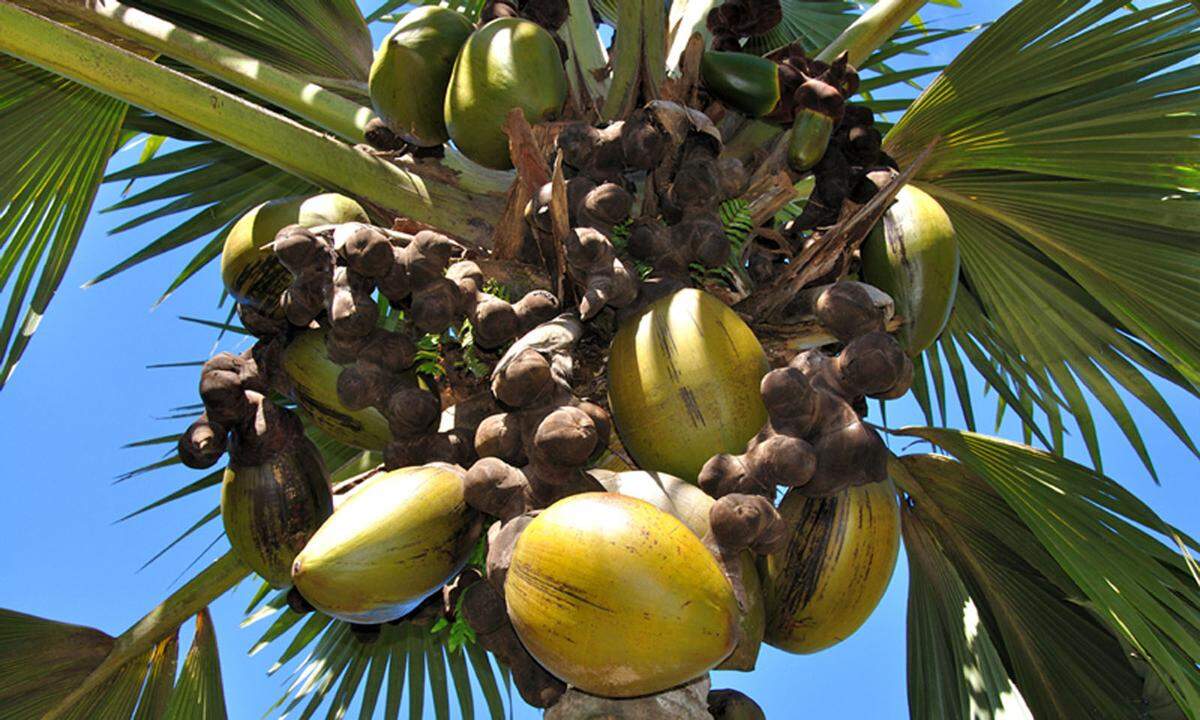 Im bekannten Vallée de Mai, Heimat der bekannten Coco-de-Mer-Palme mit ihren Riesennüssen, wird es in Flaschen mit dem Etikett „Eden Springs“ abgefüllt, eine andere lokale Marke ist „Source de Pasquère“. Aber auch das Leitungswasser sei genießbar, versichert der Concierge im Savoy. 