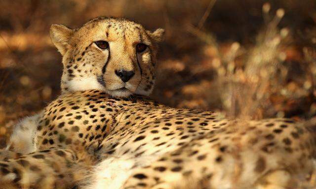 Seltene Exemplare in den Reservaten, noch seltener auf freier Wildbahn: Geparden und Löwen. In Südafrika lassen sich im Phinda Private Game Reserve und im Kwandwe-Wildreservat Großkatzen – und ihre Beute – beobachten.