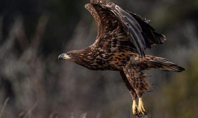 Ein Seeadler (Haliaeetus albicilla) im Flug. 