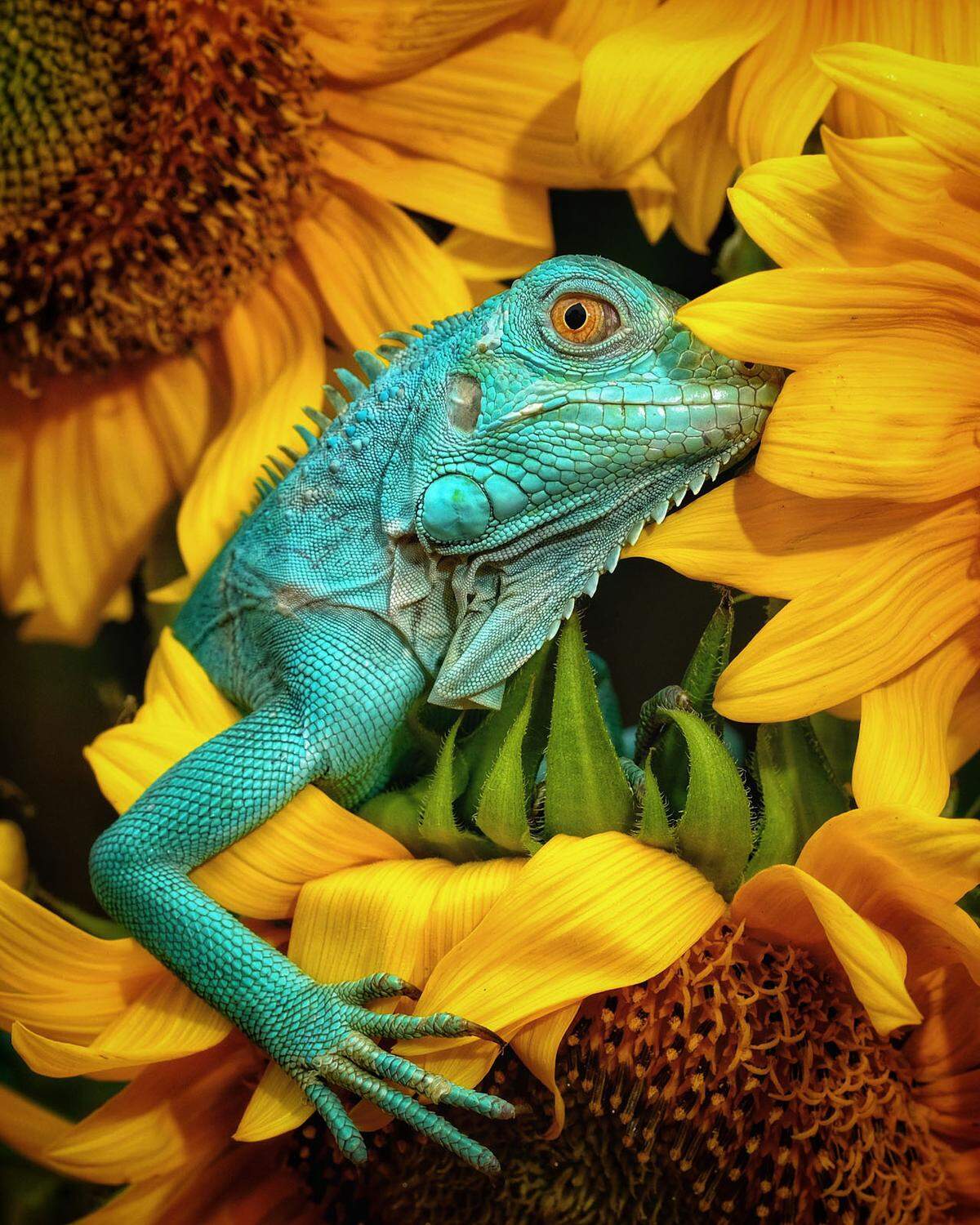 Das Gewinnerbild ist diese farbenfrohe Aufnahme von einem Leguan in Indonesien. "Der Leguan vermittelt die Schönheit und Einzigartigkeit der Natur", schreibt der Fotograf dazu, der sich über das Preisgeld in Wert von 1000 US-Dollar freut. >> Zu weiteren Finalisten