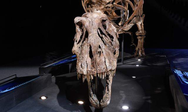 Skelett eines originalen Skeletts eines Dinosaurus T rex das am Gut Aiderbichl im Rahmen einer Dinos