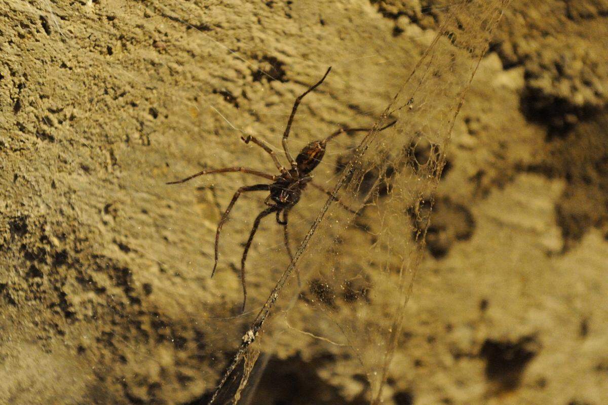 Für die Tierwelt ist der Wiener Untergrund ein Refugium. Unter anderem Spinnen können sich hier weitgehend ungestört ausbreiten.