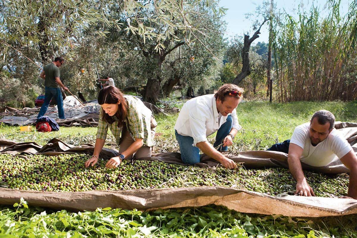 Olivenöl mit außergewöhnlicher Qualität wird hier gepresst.
