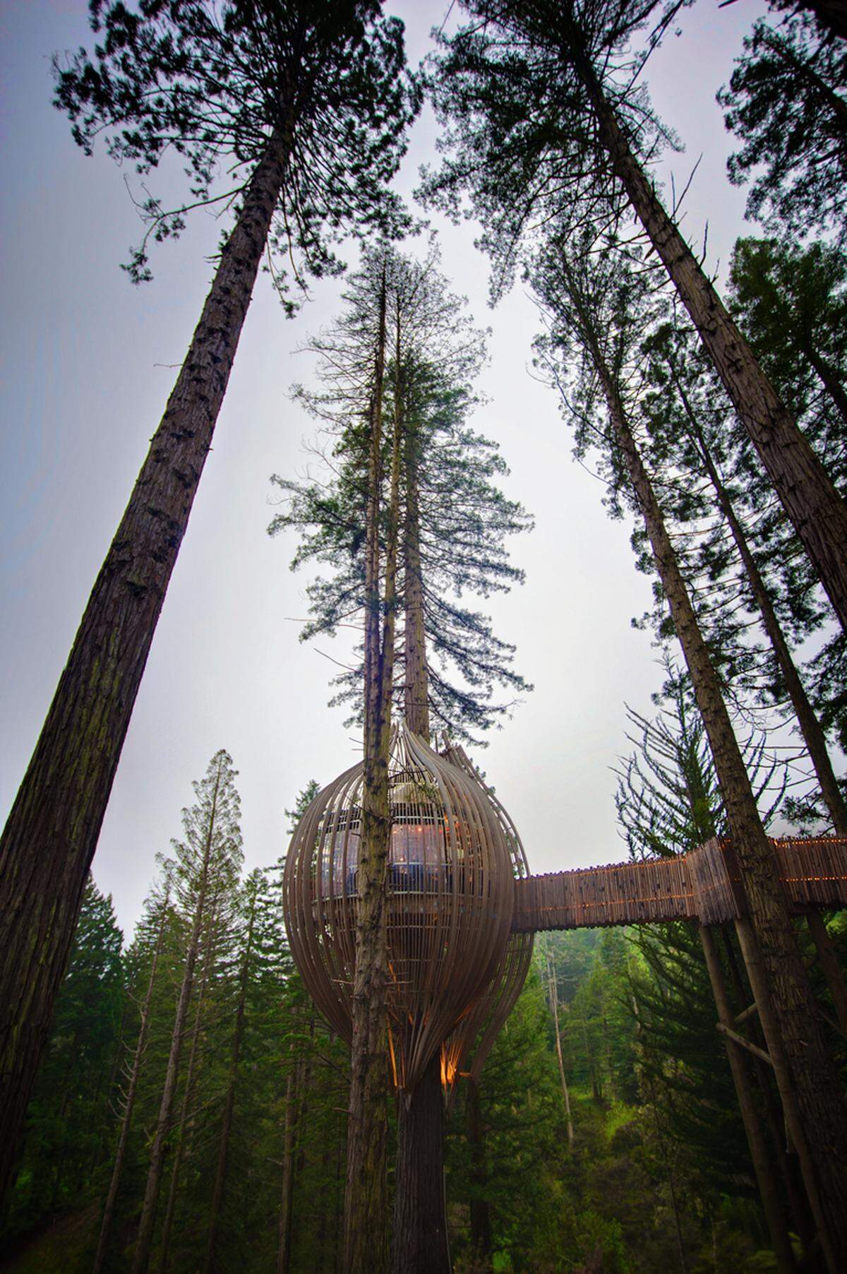Ursprünglich wurde das Redwood Treehouse 2008 im Zuge einer Marketingkampagne für Yellow errichtet, ehe es nach Abschluss der Kampagne dem Grundbesitzer und danach dem Unternehmen "The Experience Group" übergeben wurde.